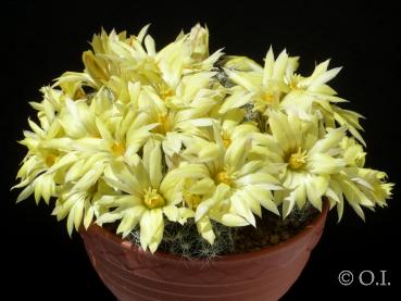 Motherplant with flowers