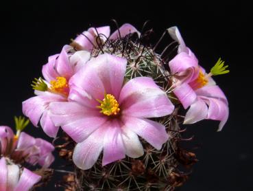 Mother plant