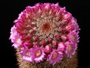 Mother plant with flowers