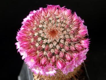 Preview: Mother plant with flowers