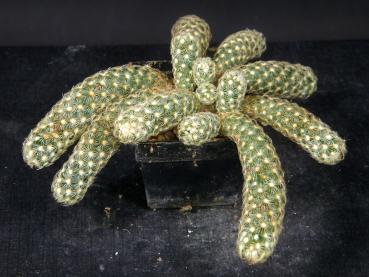 Preview: Verkaufspflanze (Beispiel)