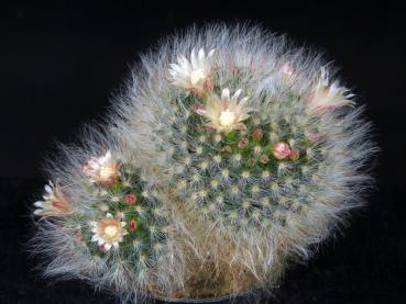 Sales plant with flowers and buds