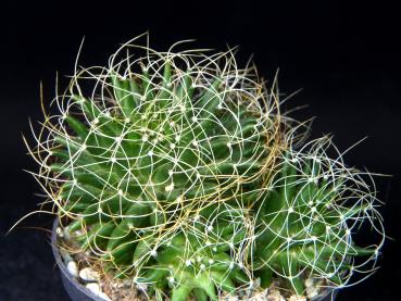 Preview: Sales plant (sample), Size M