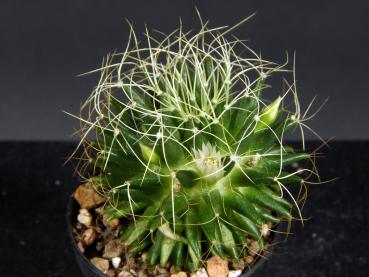 Sales plant (sample)