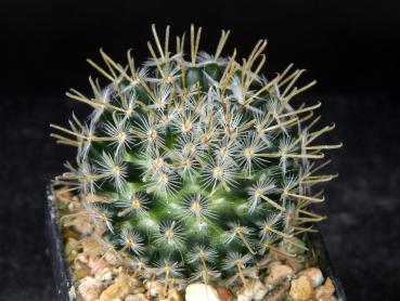 Preview: Sales plant (sample)