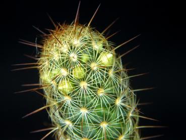 Preview: Sales plant (sample)