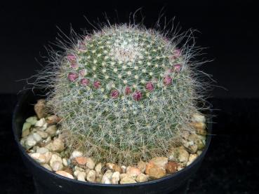 Sales plant with buds