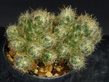 Preview: Sales plant (sample)