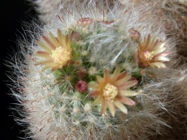 Motherplant with flowers