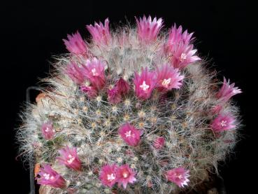 Blüte einer Mutterpflanze