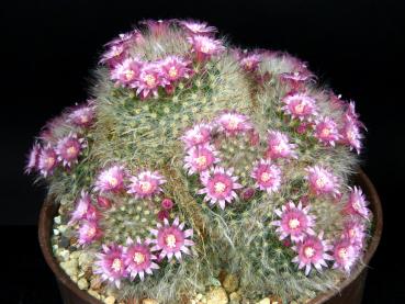 Preview: Motherplant with flowers