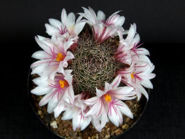 Motherplant with flowers