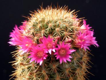 Motherplant with flowers