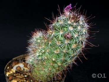 Sales plant (sample)