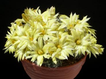 Mother plant with flowers