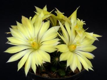 Motherplant with flowers