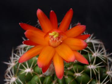 Mother plant