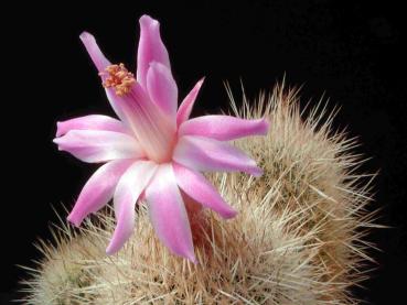 Matucana roseo-alba (seeds)