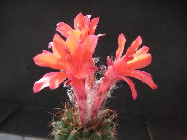 Flower of mother plant