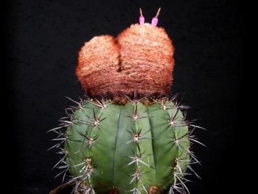 Motherplant with fruits