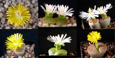 Plants with flowers