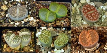 Plants without flowers