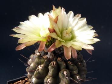 Mother plant with flowers