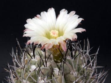 Motherplant with flower