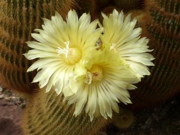 Mother plant