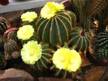 Mother plant