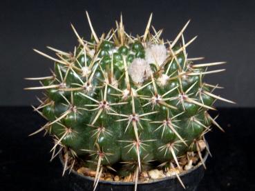Sales plant (sample)