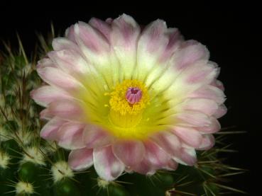 Flower of mother plant
