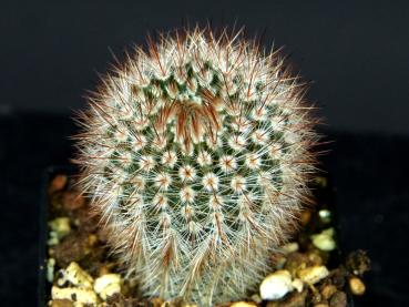 Sales plant (sample)