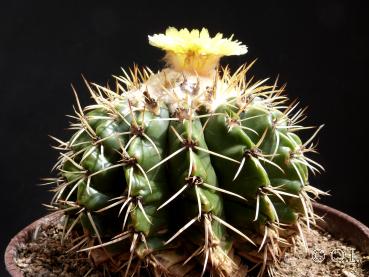 Preview: Blüte der Mutterpflanze