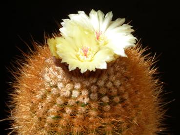 Mother plant with flowers