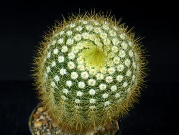Sales plant (sample)