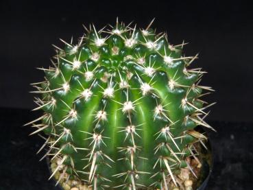 Sales plant (sample)