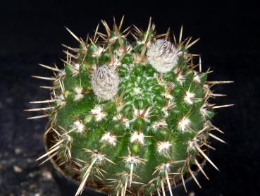 Sales plant with buds