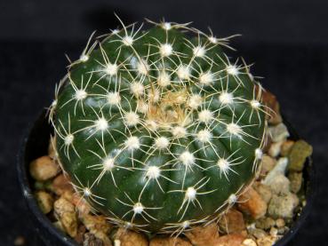 Preview: Notocactus uebelmannianus