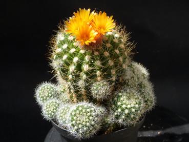 Preview: Motherplant with flowers