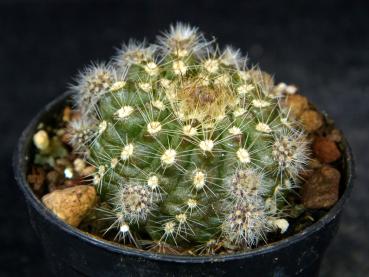 Preview: Sales plant (sample)