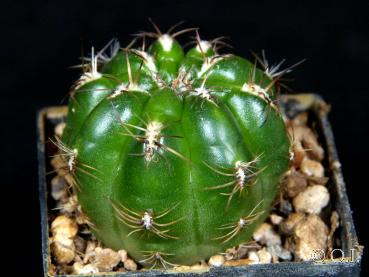 Preview: Sales plant (sample)