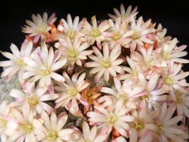 Flower of mother plant