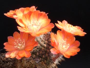 Flower of mother plant