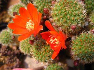 Mother plant