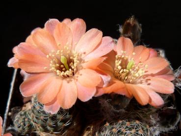Preview: Flowers