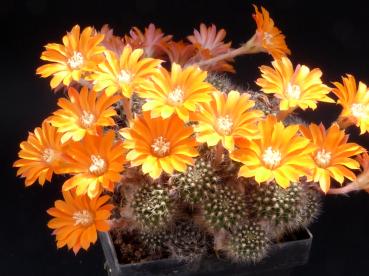 Blüten der Mutterpflanze