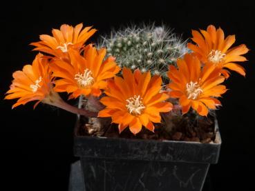 Blüten eines Sämlings