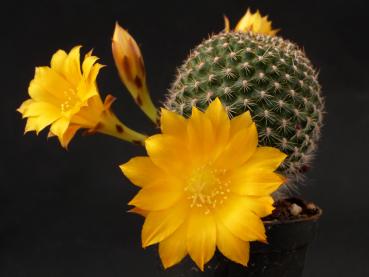 Flower of mother plant