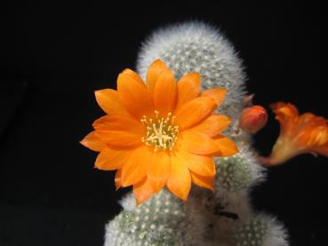 Mother plant